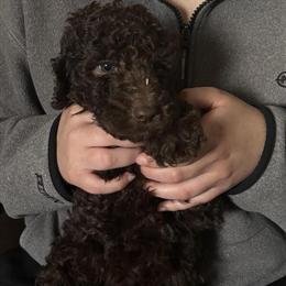 Poodle Puppies Available - Family Loved and Social in Fayetteville, nc