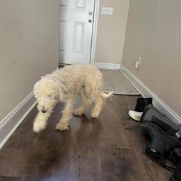 Poodle Puppies for Sale in Columbia, sc