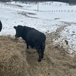 Mini Dexter Bull Available in Cynthiana, ky