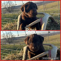 AKC Labrador Retriever Puppies Ready for New Homes in Cynthiana, ky