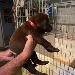 Chocolate Female Labrador Retriever Puppies AKC Registered in Tampa, fl