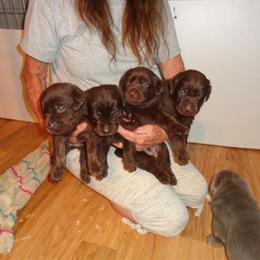 Chocolate Labrador Retriever Female Puppies AKC Registered Ready for New Homes in Tampa, fl