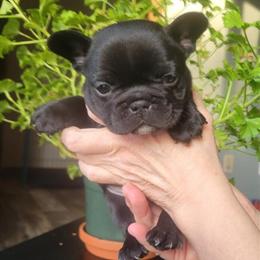 French Bulldog Puppies Looking for New Homes in Dexter, mi