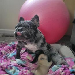 French Bulldog Puppies Ready for Forever Homes in Dexter, mi
