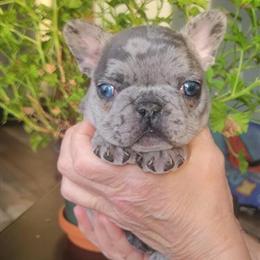 Gorgeous Merle Male French Bulldog Puppy in Dexter, mi