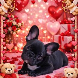 Adorable French Bulldog Puppies Ready for Forever Homes in Dexter, mi