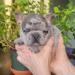 French Bulldog Puppies Ready for New Homes in Dexter, mi