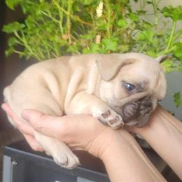 Adorable French Bulldog Puppies Ready for New Homes in Dexter, mi