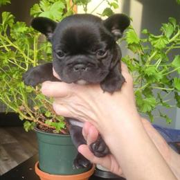 French Bulldog Puppies Looking for New Homes in Dexter, mi