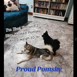 Gorgeous 2-Year-Old Pomsky Stud Available in Battle Creek, mi