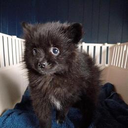 Pomeranian Puppies - 2 Males Available in Nashville, ga