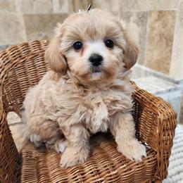 Maltipoo Puppy - Apricot Male Ready for Adoption in Ravenna, mi