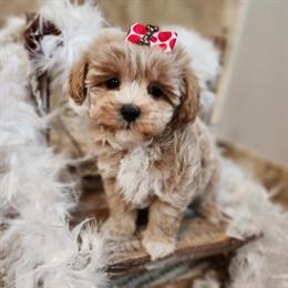 Maltipoo Puppy Available - Handsome Boy Ready After Valentine's Day in Ravenna, mi