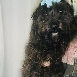 Male Havanese Looking for Forever Home in Manchester, ky