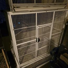 Large Parrot Cages for Sale in Muncie, in