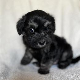 Havanese Puppies - 6 Weeks Old and Ready for New Homes in Manchester, ky