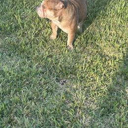French Bulldog Blue Fawn Female Looking for New Home in Fort Myers, fl