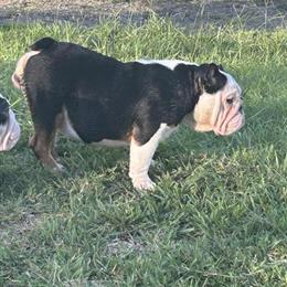 9 Month Old Black Tri Female Dog for Adoption in Fort Myers, fl