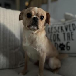 Chip needs a loving home urgently in East Stroudsburg, pa