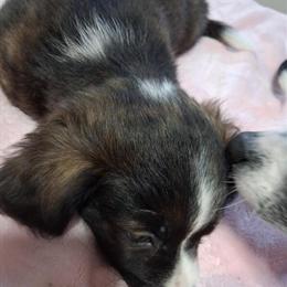 Gorgeous 9 Week Old Puppies Looking for a Home in Hendersonville, nc