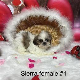 AKC Shih Tzu Puppies Available in Sheridan, mi