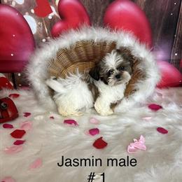 AKC Imperial Shih Tzu Puppies Available in Sheridan, mi