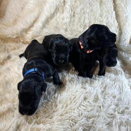 Giant Schnauzer Puppies Available in Salem, in