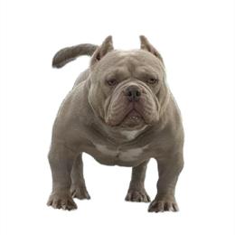 American Bully Stud Services Available in Mount Pocono, pa