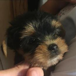 Yorkshire Terrier Puppies for Adoption in High Point, nc