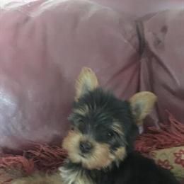 Yorkshire Terrier Puppies for Sale - Males $600, Females $800 in High Point, nc
