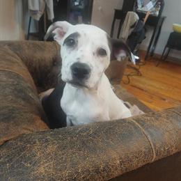 Pit Bull and Chihuahua Mix Puppies Free to Good Home in Galloway, oh