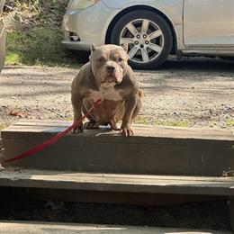 Pocket/Micro American Bully Puppies Available for Reservation in Mount Pocono, pa