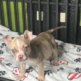 Pitbull/Bully Female Puppies with Merle Traits for Sale in Dallas, tx