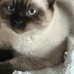 Himalayan female kitty Violet needs a new home in Indianapolis, in