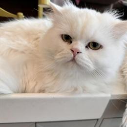 Persian Cat Winter, 3 Years Old Male, Needs New Home in Indianapolis, in
