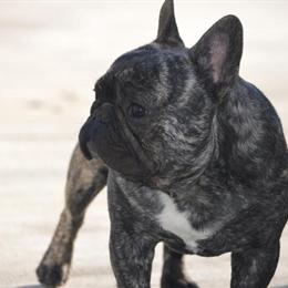Male French Bulldog for Adoption - 2 Years Old in Murfreesboro, tn