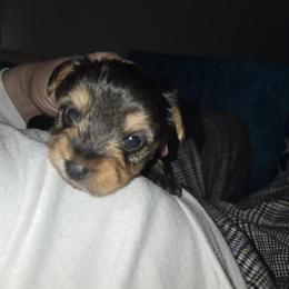 Yorkshire Terrier Puppies Available in Fayetteville, nc