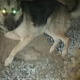 Shepsky: 5-Year-Old Female Available in Sand Lake Area in Sand Lake, mi