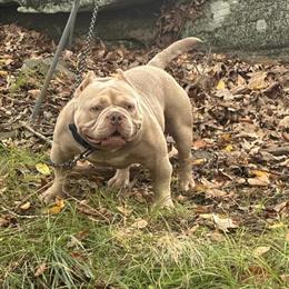 American Bully Stud Available for Limited Spots in Mount Pocono, pa