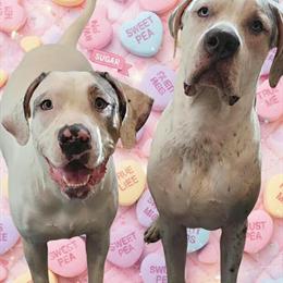 Merle XL Bullies - 10 Months Old, 2 Girls & 2 Boys Available in Snellville, ga