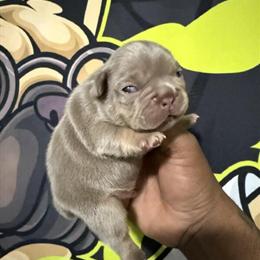 French Bulldog Puppies for Sale in Charlotte, nc