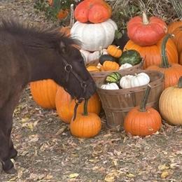 Miniature horse filly born May 18, 2025 in Sunbury, oh