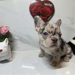 Merle French Bulldogs Available in Missouri City, tx