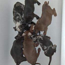 American Bully Pups Available - Price Drop! in Martinsville, va