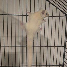 Sugar Gliders for Sale - Rare Colors Available in Valley Stream, ny