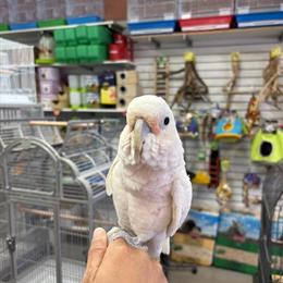 Parrots for Adoption in Tampa, fl