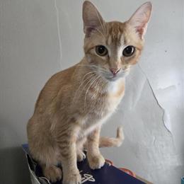 Maine Coon Mix Cat Looking for a Forever Home in Minneapolis, mn