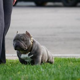 American Bully Stud Available for Breeding in Colton, ca