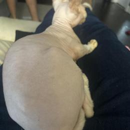 Sphynx Boy Looking for a New Home in Indianapolis, in