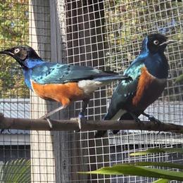 Wanted: Female Superb Starling in Norwalk, ct